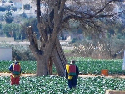 Intensiver Feldanbau in der Vega Baja