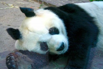 Ich hab 3 Haare auf der Brust, ich bin ein Bär