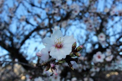 ma 1 - 1.jpg (55.6 KiB) 7025 mal betrachtet Mandelblüte