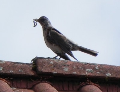 Vogel mit Wurm.jpg