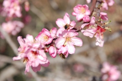 Mandel1.JPG (117.37 KiB) 2497 mal betrachtet Bienen in den Mandelblüten