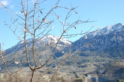 Mandel3.JPG (167.64 KiB) 2497 mal betrachtet im Hintergrund die verschneiten Berge