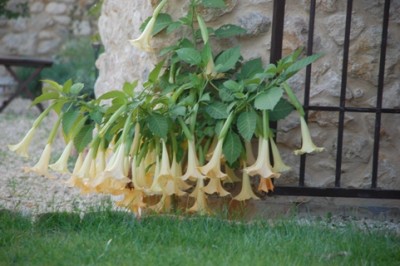 Datura.JPG (137.77 KiB) 5434 mal betrachtet So sah meine Engelstrompete, Stechapfel (Datura, Brugmansia) noch Ende Oktober aus.