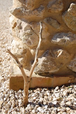 Datura1.JPG (2.7 MiB) 5400 mal betrachtet So sieht sie jetzt nach dem Frost aus, ich habe sie bereits gestutzt.