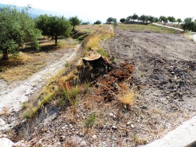 Baumstümpfe, die eigentlich auch geschreddert werden müssten, bleiben an den Hängen der Terrassenfelder (bancale) zur Befestigung (Erosion) stehen