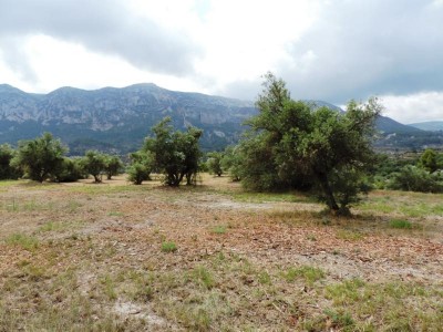 Von Mandelbäumen &quot;befreite&quot; Landschaft