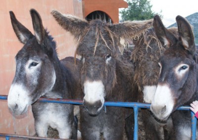 burros9.jpg