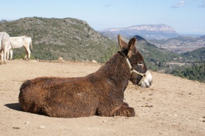 burros8.jpg