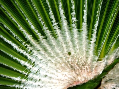 washingtonia.JPG (88.39 KiB) 6696 mal betrachtet Kürzlich auf Teneriffa gesehen