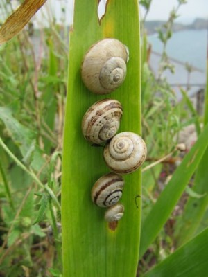 Schnecken.jpg