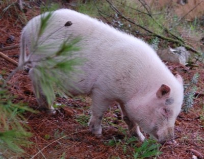 Schwein1.JPG