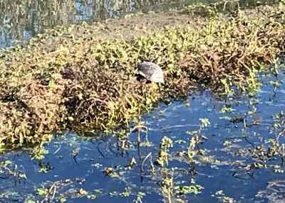 Die Schildkröte ist kaum zu erkennen, aber sie war da!