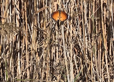 ... ein Schmetterling von ganz vielen, die uns begleitet haben...