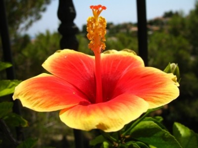 Aber Rexili, den Hibiskus hast du doch auch oben auf der Seite, wenn du auf das Costa-Blanca-Forum gehst, oder?