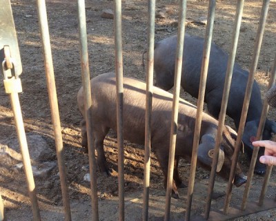 Dat sind doch die Schweinkes, die wir letztes Jahr in der Sierra de Aracena noch gestreichelt haben