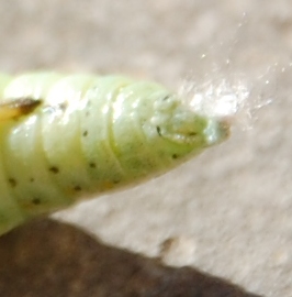 Weil das Rätsel so schwierig ist, ein weiteres großes Detail