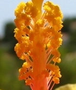 DAS war mein Rätselfoto - es zeigt praktisch das "Innenleben" des Hibiskus, der oben in unserem CBF-Banner abgebildet ist.