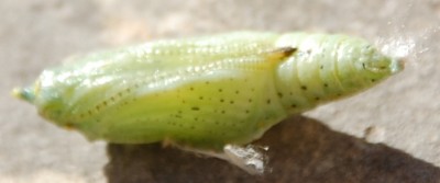 Dies ist die Puppe, von der ich bereits Details gezeigt hatte.