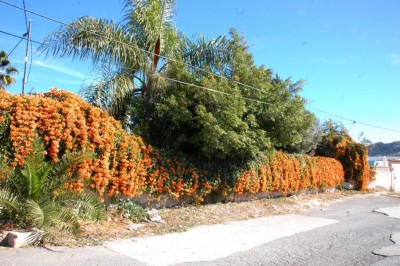 A Feuerranke DSC_0398.JPG (169.62 KiB) 6536 mal betrachtet Feuerranke