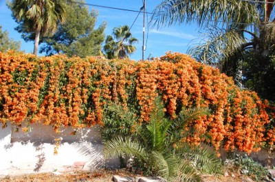 B Feuerranke DSC_0399.JPG (246.97 KiB) 6536 mal betrachtet an einer Mauer