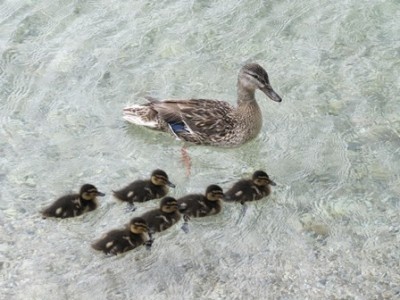 Enten.jpg