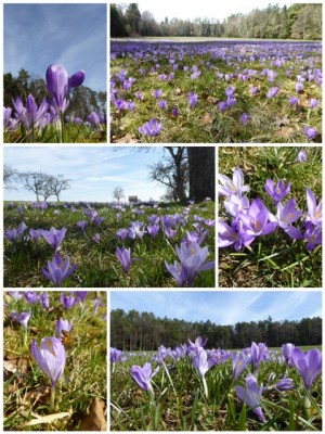 Wildkrokusblüte.jpg