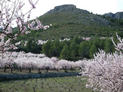 P1020113.JPG (83.05 KiB) 2130 mal betrachtet in voller Blüte