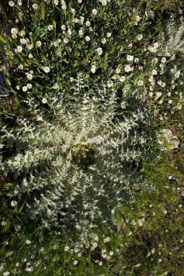 IMG_21052019_143611_(320_x_480_pixel).jpg (112.13 KiB) 2471 mal betrachtet Distel