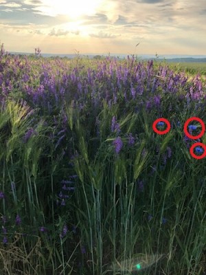 kORNBLUMEN.jpg (88.94 KiB) 5199 mal betrachtet La Jefa hat Recht: Kornblumen (rot markiert)