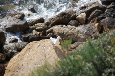 Die Möwe macht eine kleine Pause auf dem Felsen.