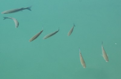 Fische im Hafenbecken - Angeln verboten!