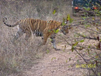 Rhantanbhore-Nationalpark 2012