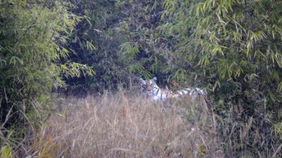 Bandhavgarh-Nationalpark 2012.<br />Die Mutter liegt im Hintergrund.