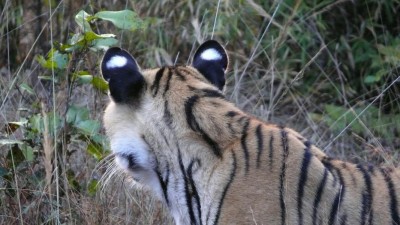 Die weissen Ohren wirken wie Augen und sollen andere Tiere erschrecken.