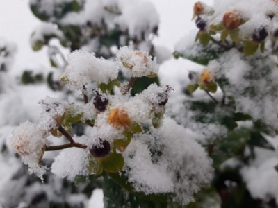 Schnee.jpg