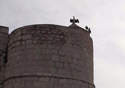 Oh, doch keine Geier?  <br />Natürlich nicht! Kormorane trocknen hier ihr Gefieder