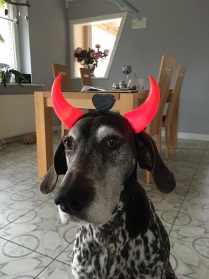 Hund.jpg