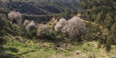 Auch hier blühen überall schon die Mandeln