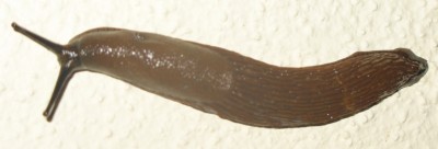 Nacktschnecke.jpg (68.61 KiB) 1446 mal betrachtet Eine etwas unscharf fotografierte Nacktschnecke