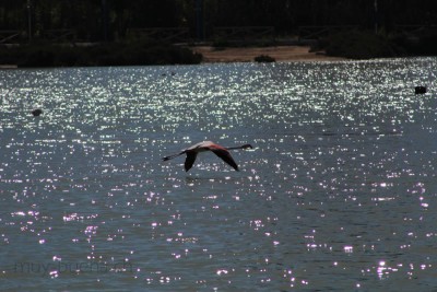 IMG_9393.jpg