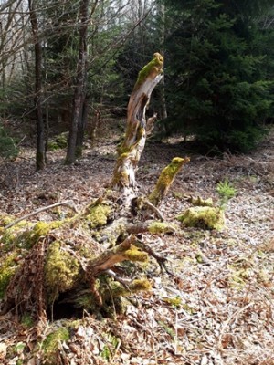 Wurzeln gibt es seit dem letzten heftigen Sturm vor ein paar Wochen viele zu sehen, diese liegt aber offensichtlich schon länger hier