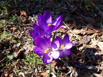 Der Frühling lässt grüßen