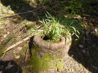 Ein &quot;Pflanzkübel&quot; mitten im Wald :-)