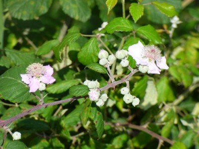 P1200189.JPG