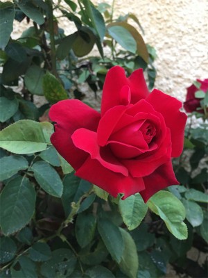 rose.jpg