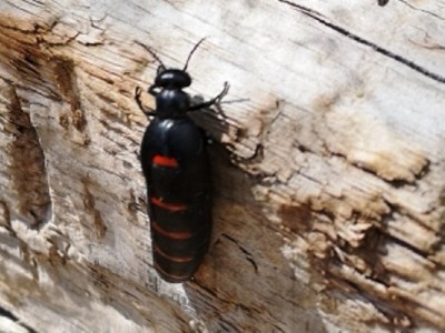 !.jpg (93.25 KiB) 2038 mal betrachtet Dieser begenete mir vor drei Tagen