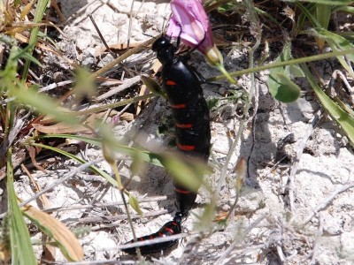 K800_2 Mai 2018 Mutter und Kind.JPG (150.89 KiB) 2038 mal betrachtet und diese beide Exemplare im Mai 2018.<br />Ob es sich dabei um Mutter und Kind handelt oder eher <br />um ein großes Weibchen mit kleinem Männchen????<br />Der kleine Käfer rannte immer hinter dem großen her.