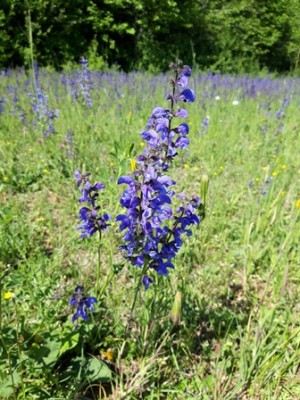 Blume 10.jpg