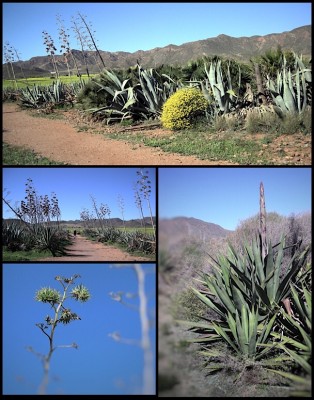 38EB3B3A-A225-4C94-AB1D-874E24903F96.jpeg (194.61 KiB) 3910 mal betrachtet Dass Agaven zu den Spargelgewächsen zählen, <br />kann man besonders gut im Frühjahr erkennen.