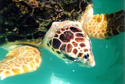 Caretta Caretta {{PD-USGov-Interior-NPS}} <br />gemeinfrei